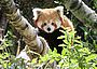 Roter Panda im Zoo Wuppertal