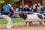 Frau füttert Schwäbisch-Hällisches Landschwein im Wildpark Bad Mergentheim